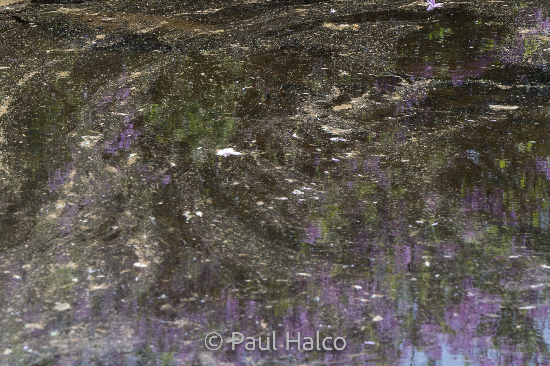 Paul Halco-Acadia NP-17